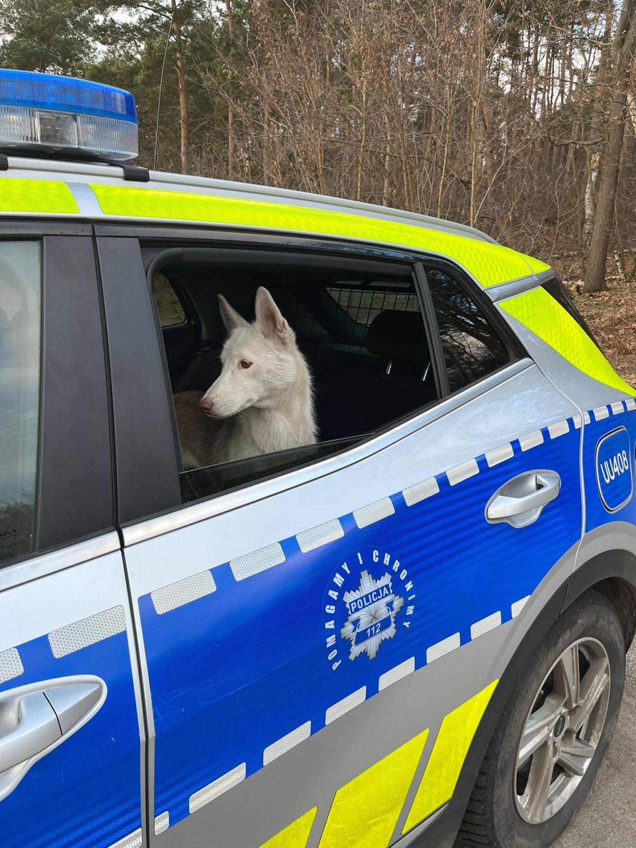 Pies został porzucony i błąkał się w dniu Wigilii. Policjanci dotarli do informacji, kto go porzucił. Mężczyzna usłyszał już zarzuty