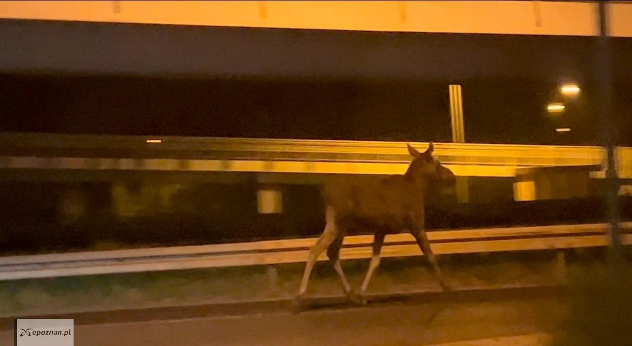 Łosie pod Poznaniem. Takie spotkania nie są już rzadkością