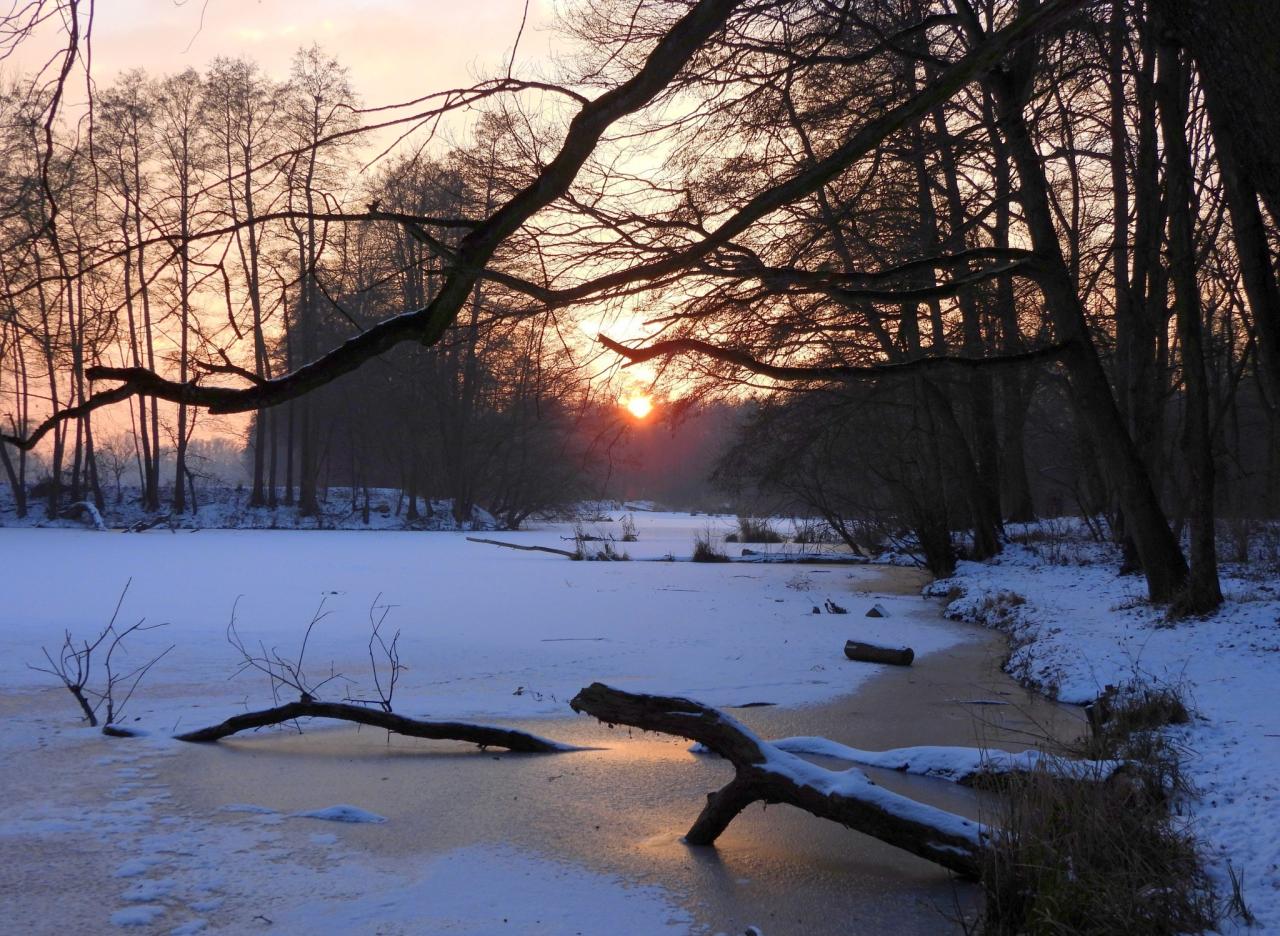 W lesie na Dębinie powstanie nowy płot Aquanetu. "Takiego widoku już nie uświadczymy"
