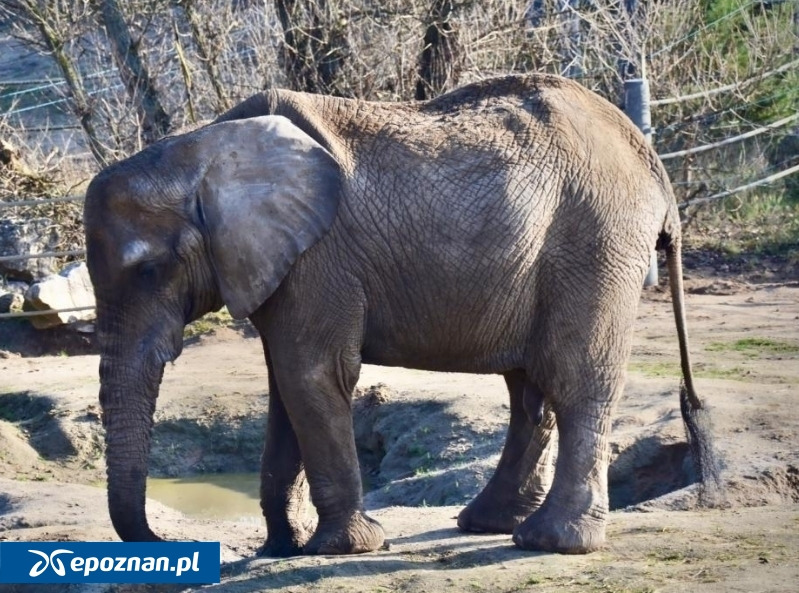 Śmierć słonicy Kingi w poznańskim ZOO. Jest decyzja prokuratury