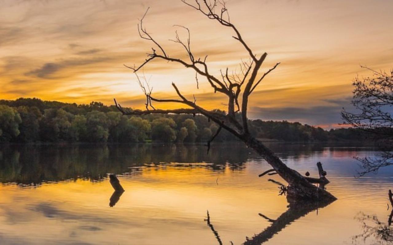 Wycięto słynne drzewo znad Jeziora Rusałka. Nieoficjalnie: przeszkadzało wędkarzom, więc jeden z nich je usunął
