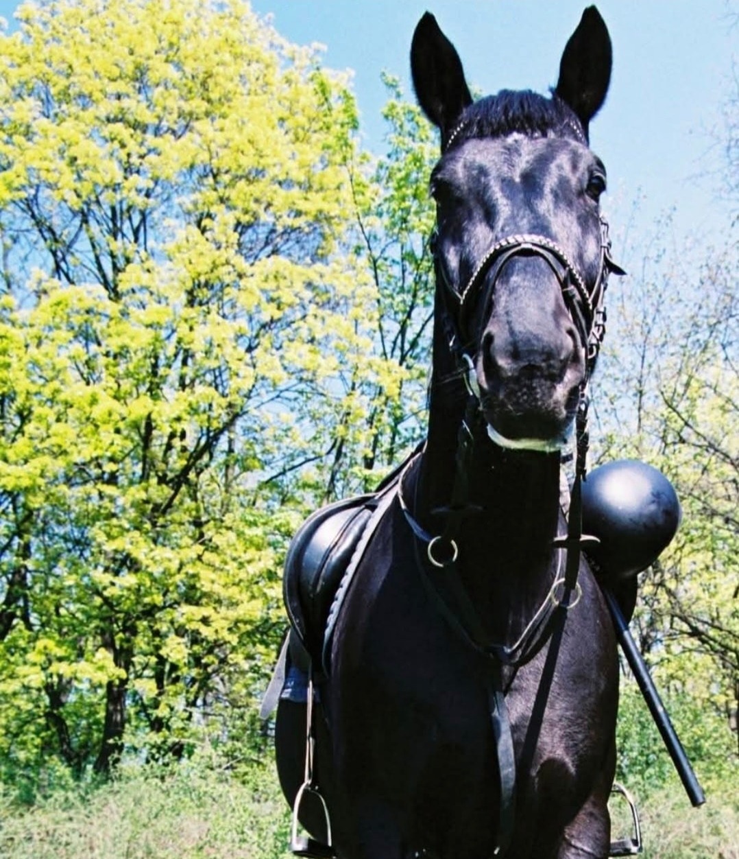 Poznańscy policjanci żegnają Rojbra. "Na zawsze zapisał się w historii ogniwa konnego"