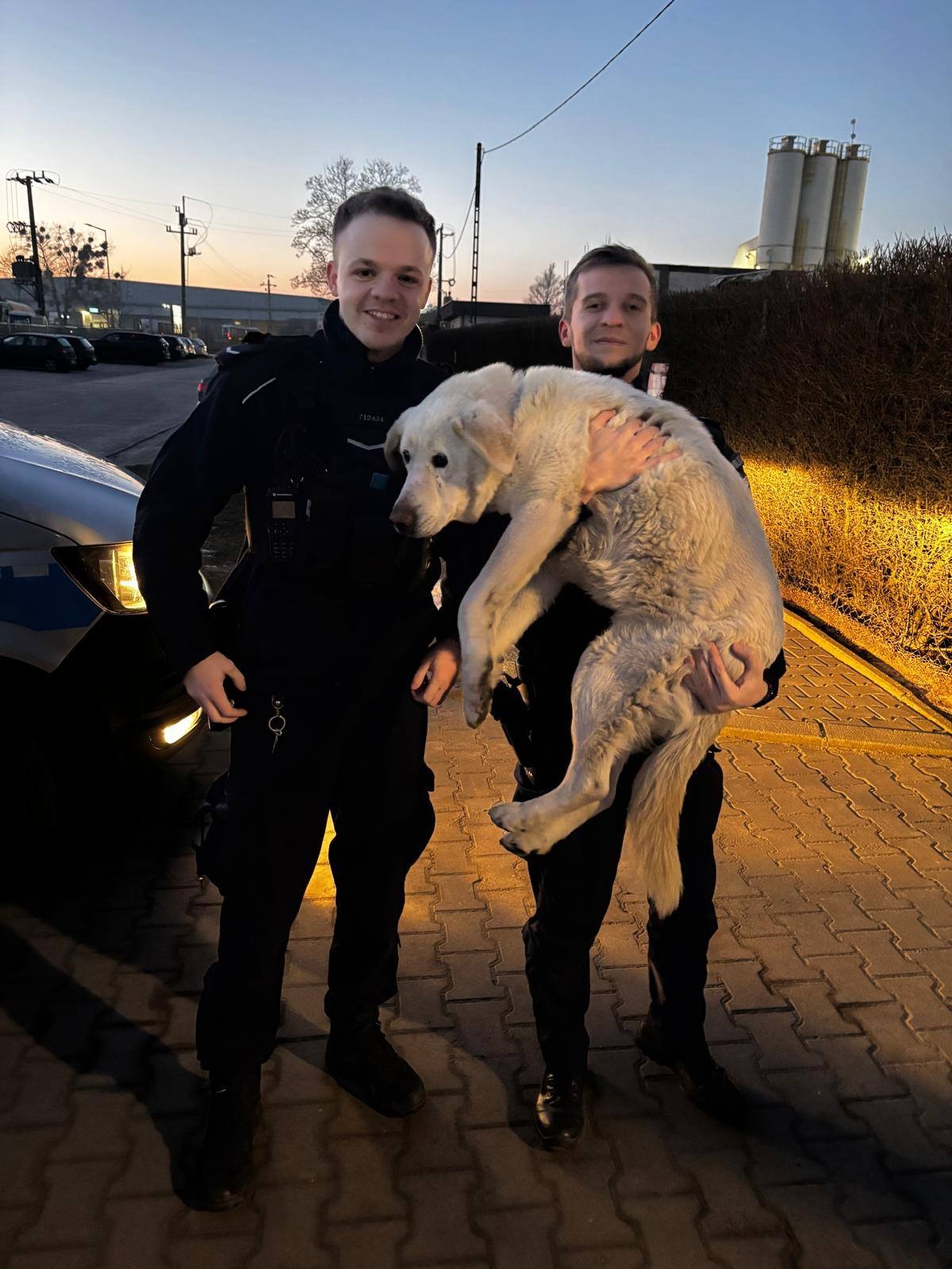 Pies błąkał się po ulicy w Środzie Wielkopolskiej. Policjanci ruszyli na ratunek