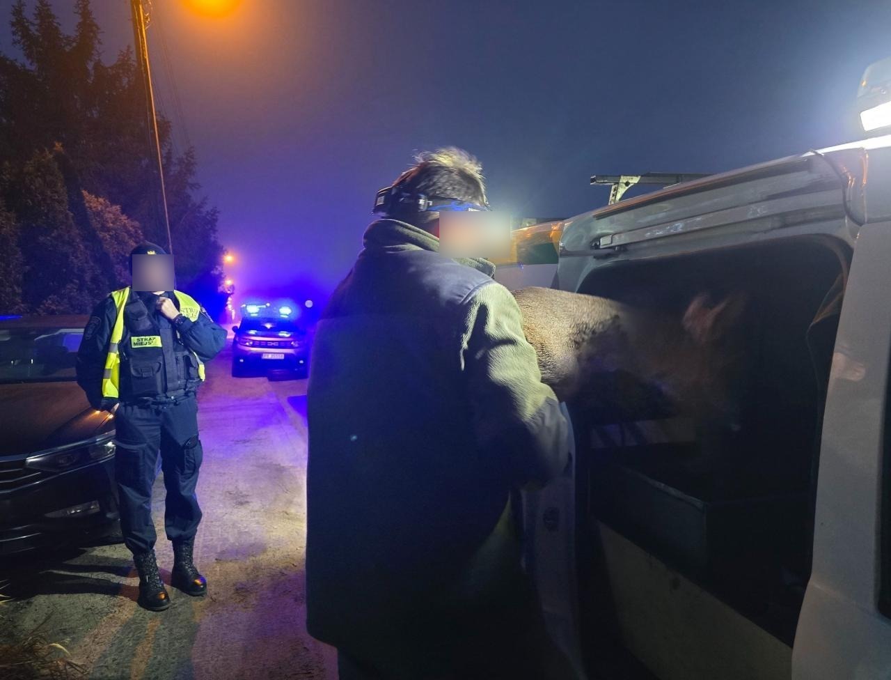 Czernichowska: kobieta wezwała pracowników straży miejskiej do chorej sarny. Zwierzę miało objawy zatrucia