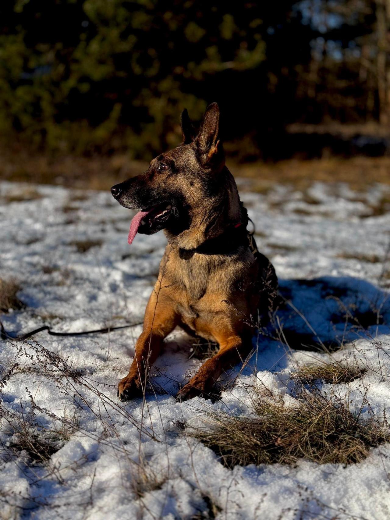 Nadchodzi kolejna fala mrozów. Policja apeluje do właścicieli psów, szczególnie tych, którzy trzymają psy w budach