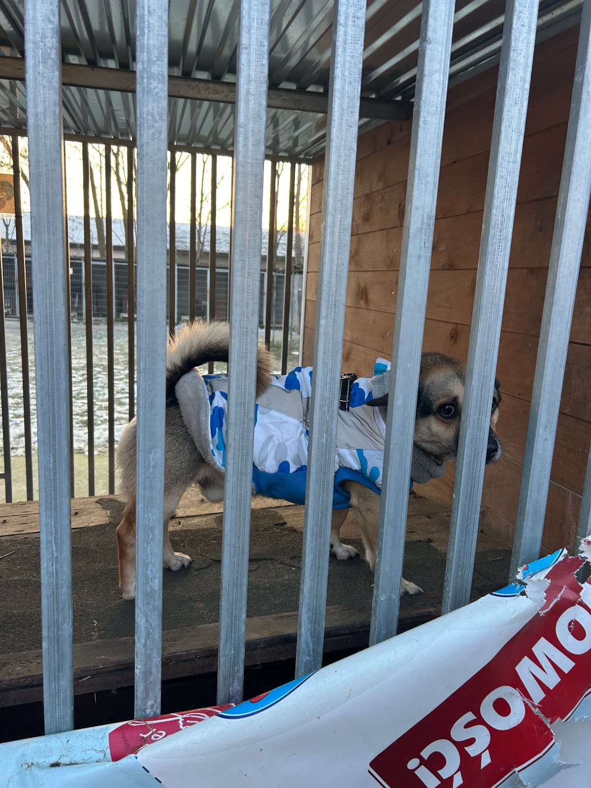 Kontrole w wielkopolskich schroniskach dla zwierząt