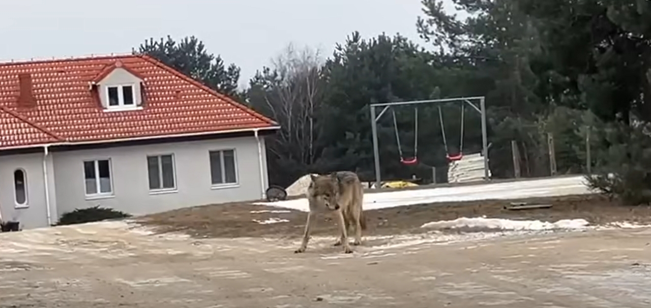 Wilk widziany niedaleko Poznania. "Nie jest to powodem do paniki