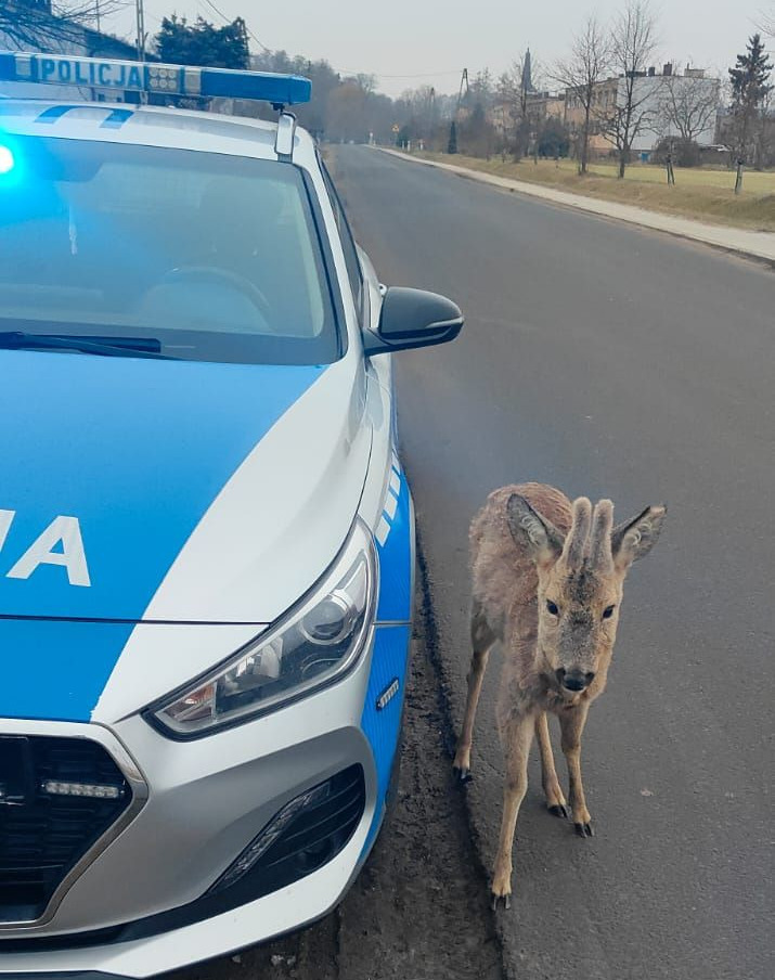 Nietypowa interwencja policjantów z regionu. "Wychodząc do służby nigdy nie wiemy, co się wydarzy."