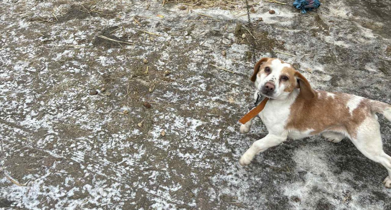 Region. Kilkaset złotych mandatu dla właścicielki tego psa