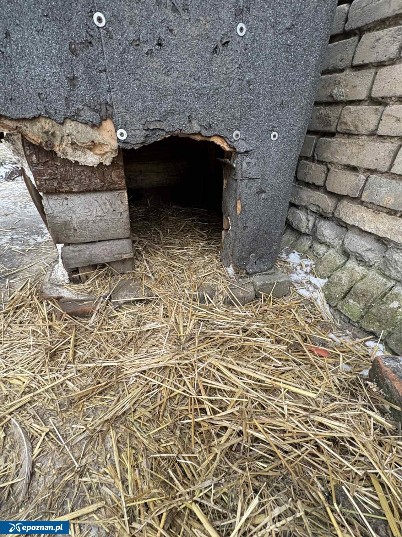 fot. Straż Miejska Gostyń / FB