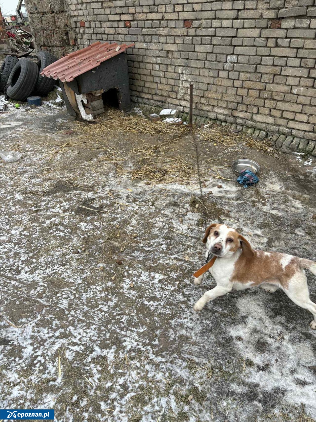 fot. Straż Miejska Gostyń / FB