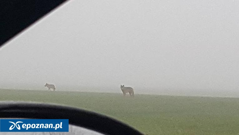 Kolejna wielkopolska gmina ostrzega przed wilkami. "Apelujemy o zwiększoną czujność"