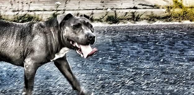 Region. Amstaff zaatakował przechodniów, właścicielka stanie przed sądem