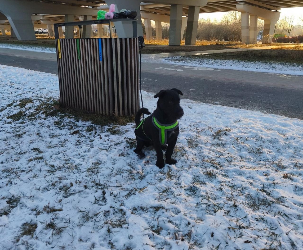 Ktoś zostawił w parku na mrozie psa przywiązanego do śmietnika. "Czy ktoś kojarzy jego właściciela?"