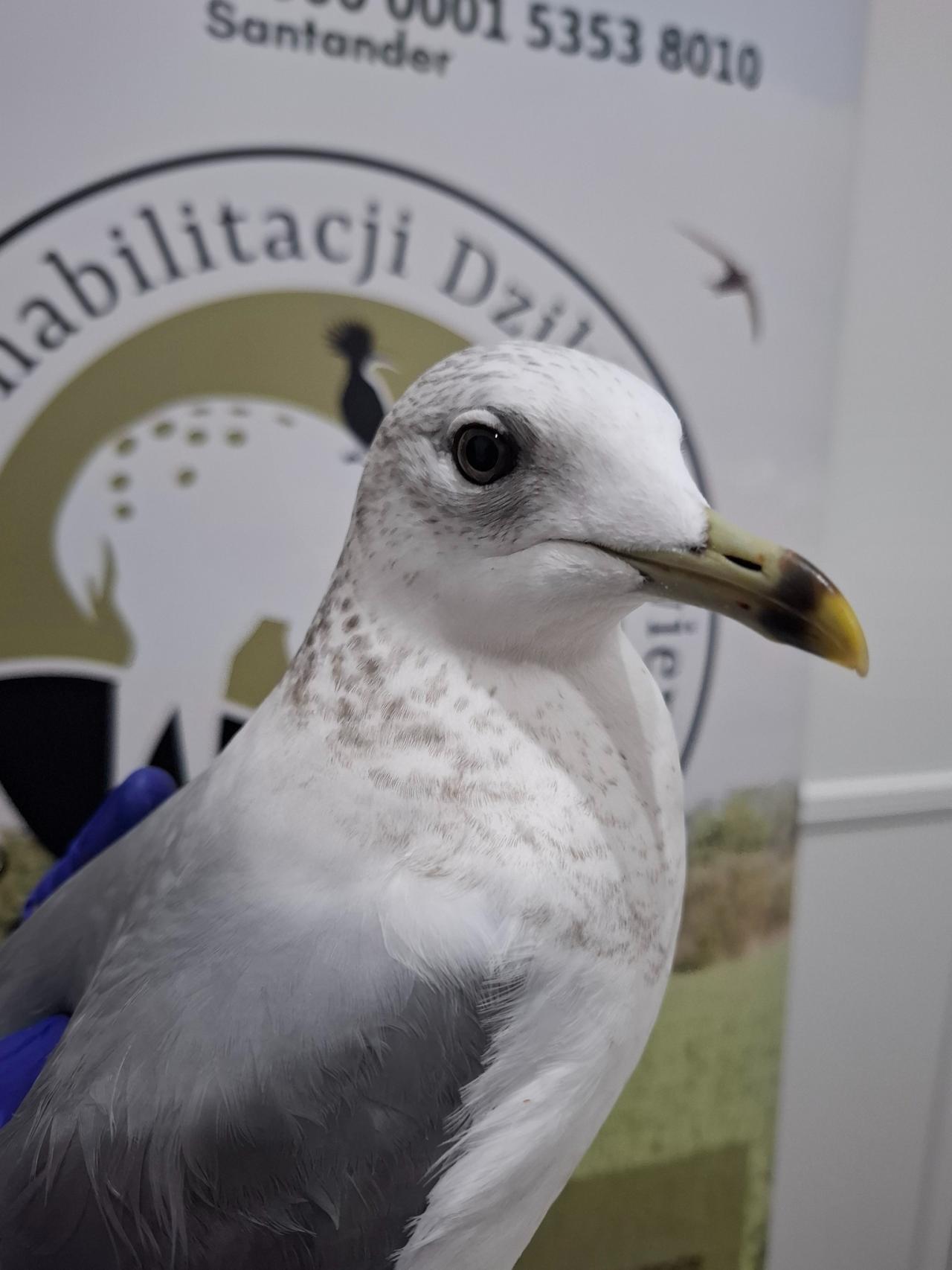 Os. Przyjaźni: ranna mewa trafiła na dziki SOR