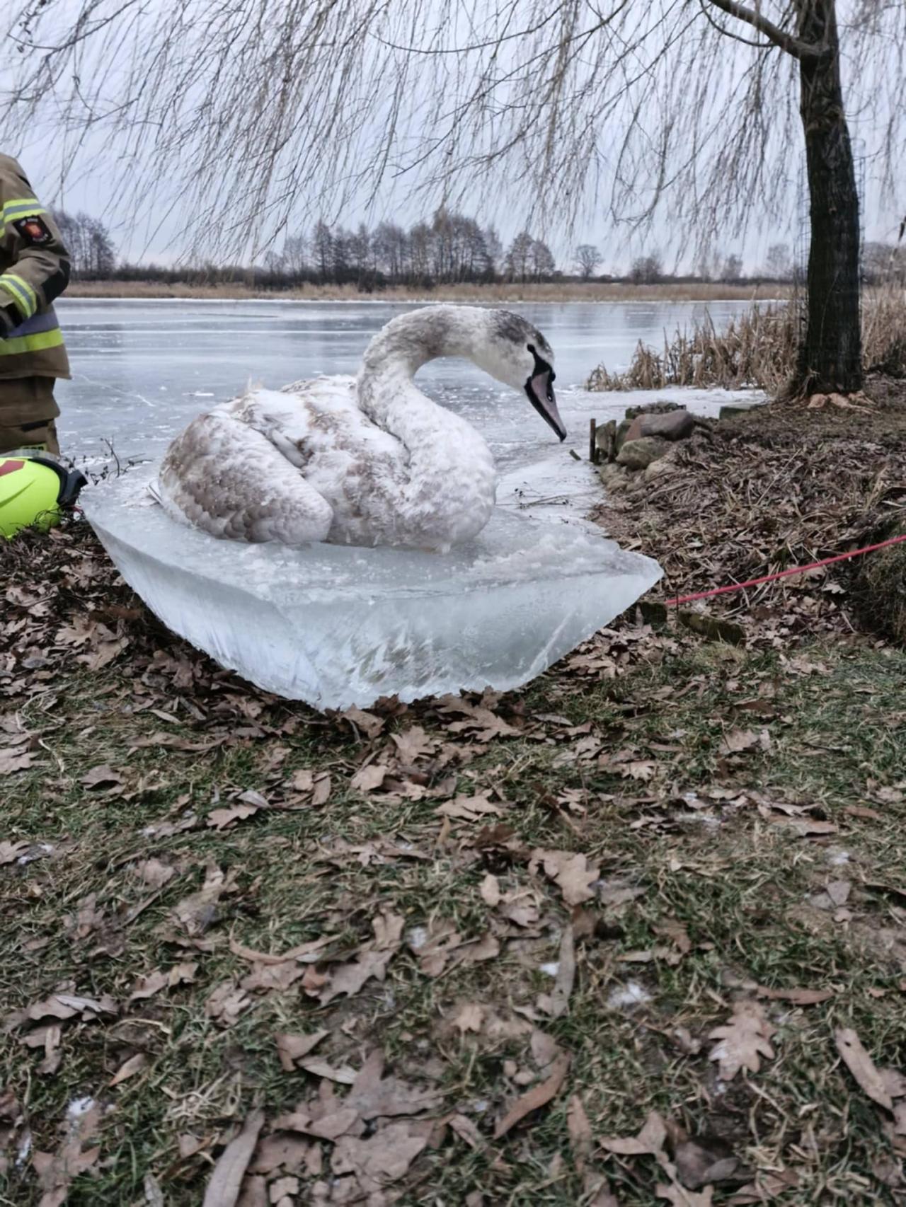 Strażacy uratowali łabędzia przymarzniętego do tafli jeziora. Ta historia nie ma happy endu