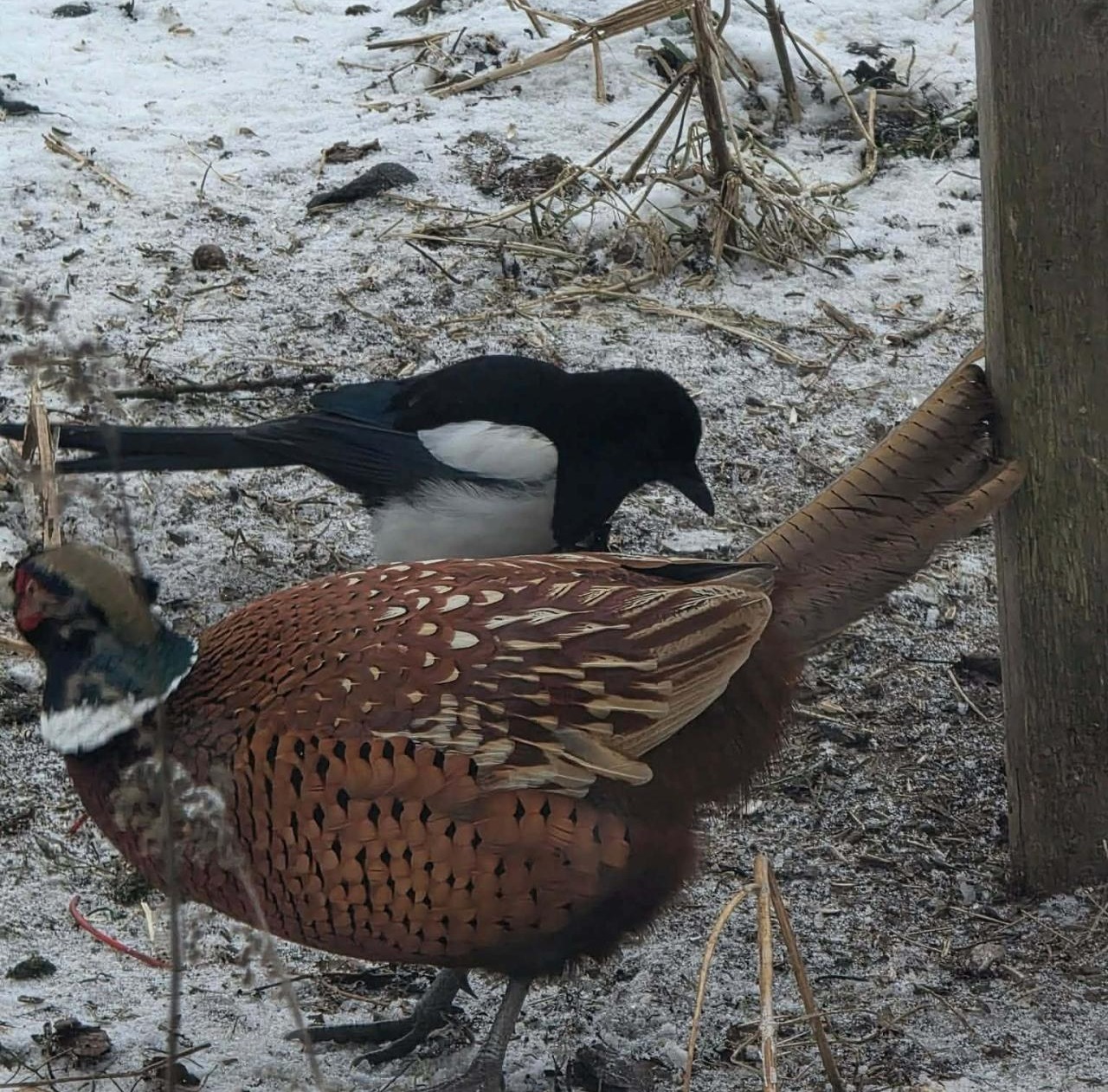 Ptaki są w stanie przetrwać siarczyste mrozy. Sekret tkwi w piórach. Ornitolog z poznańskiego uniwersytetu wyjaśnia niesamowite zjawisko i informuje, jak pomóc ptakom