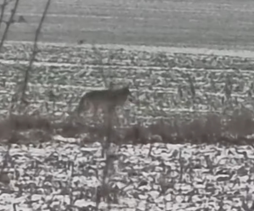 Wilk widziany w podpoznańskiej gminie