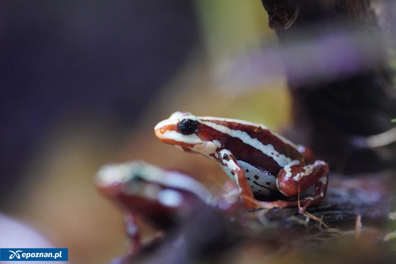 fot. Materiały prasowe