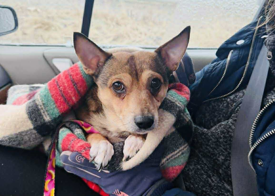 Pies bez wody i jedzenia w altanie na działkach w regionie. "Właściciel nie ma możliwości szybkiego powrotu."