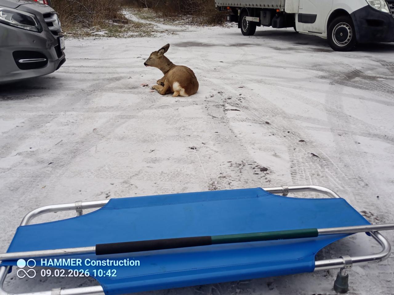 Ranna sarna znaleziona na poboczu drogi w regionie. Zwierzę nie przeżyło