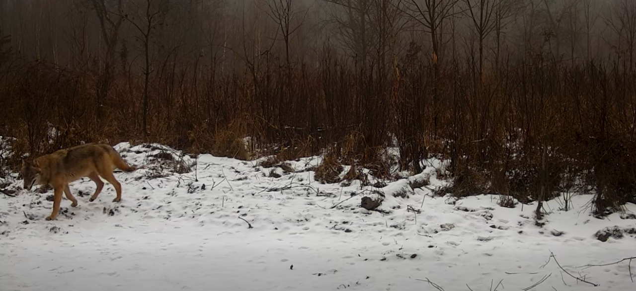 Wilk znów widziany w naszym regionie. "Czekaliśmy i czekaliśmy... aż w końcu się doczekaliśmy"