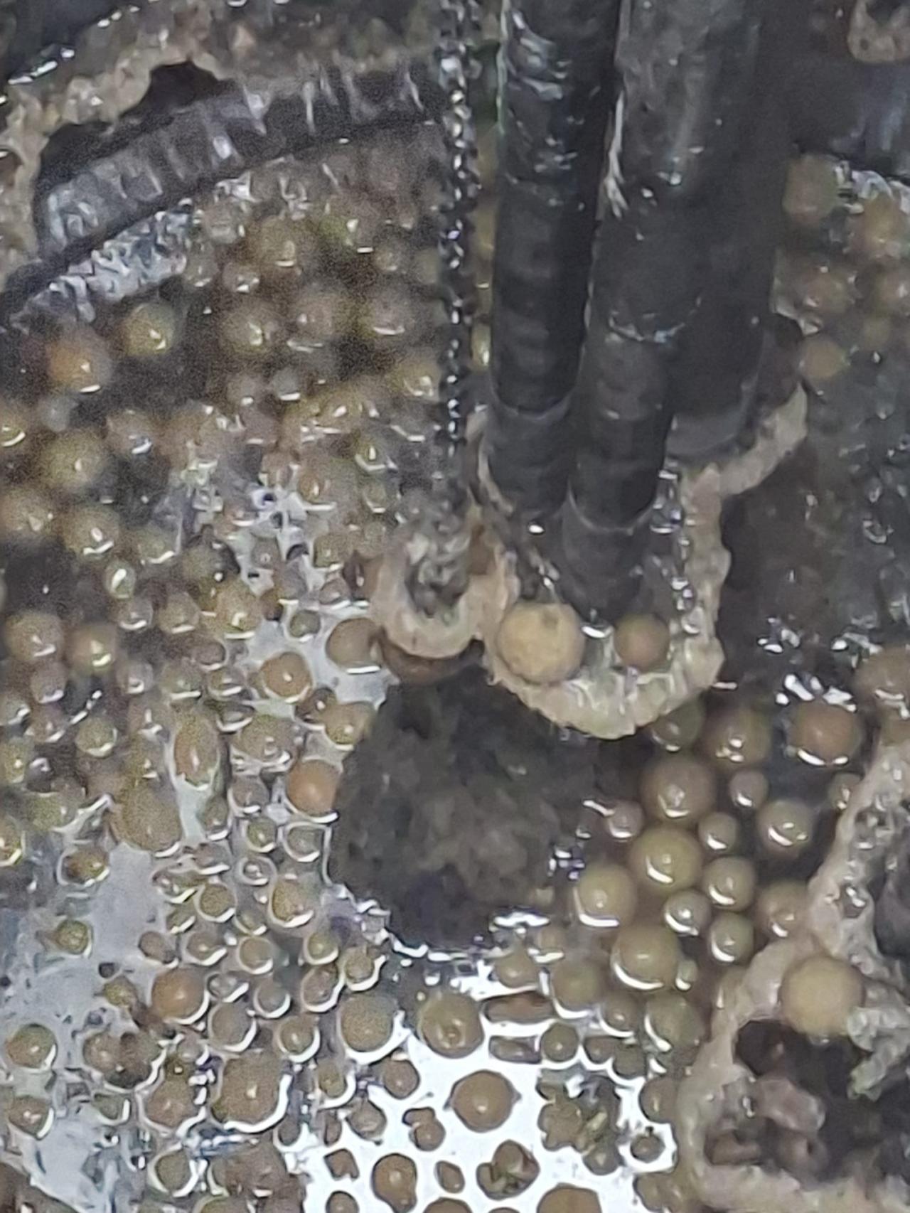 Taki widok po tłustym czwartku. Rurociąg i przepompownię w regionie zatkały... pączki