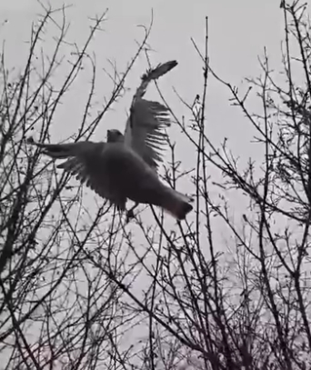 Długosza: mewa zaplątała się w gałęziach i tkwiła w bezruchu. Na pomoc ruszył Ekopatrol