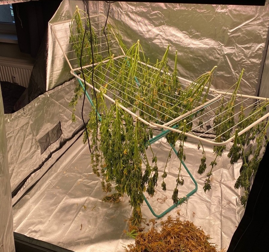 Suszył marihuanę na suszarce do ubrań. Zatrzymano 29-latka