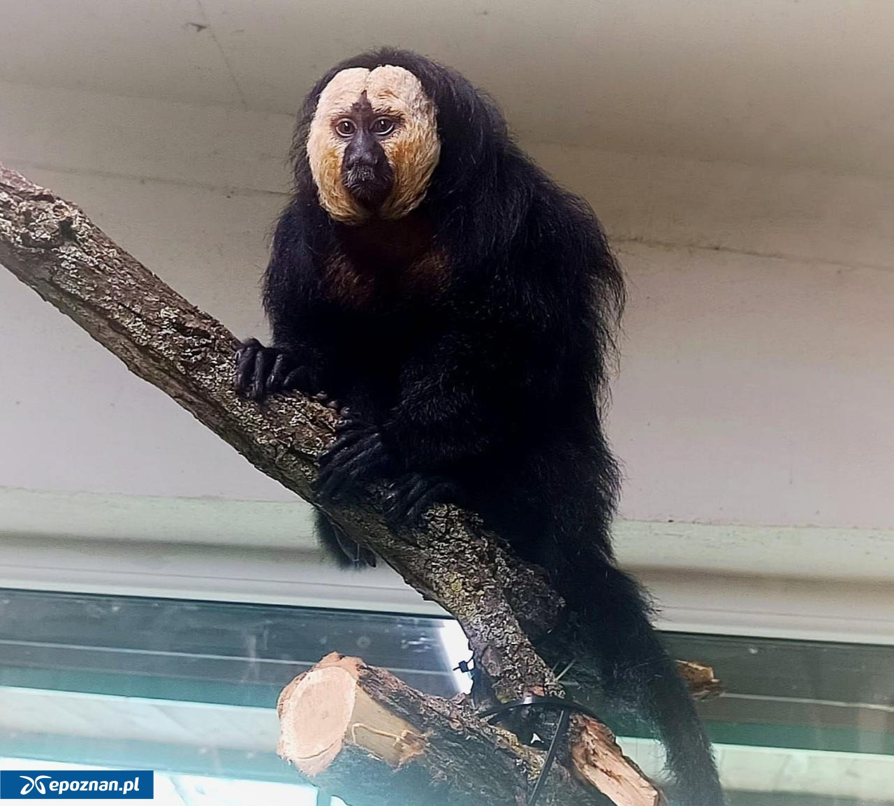 Lorenzo z poznańskiego ZOO stracił palce. "Najprawdopodobniej doszło do poważnych zaniedbań"
