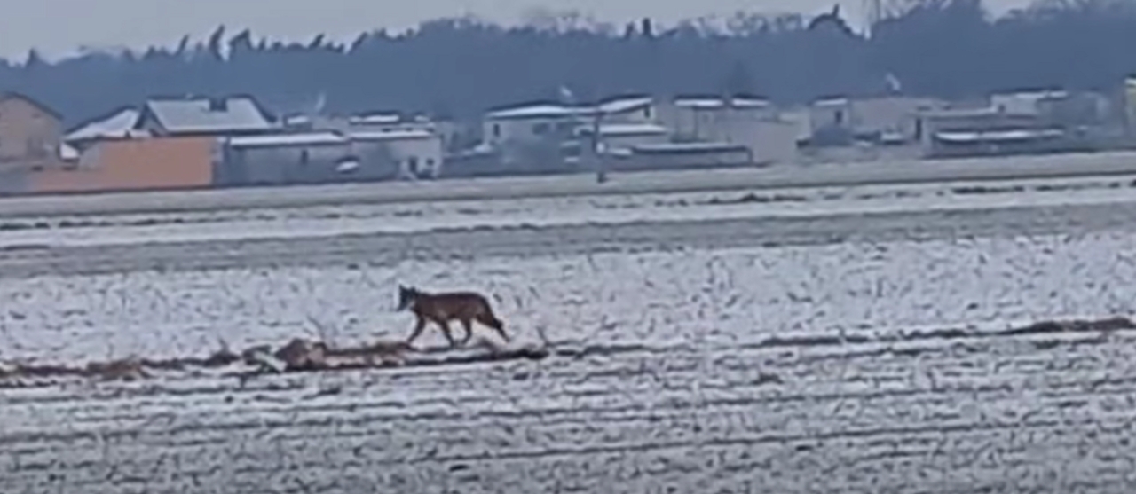 Wilk znów widziany blisko zabudowań. Kolejna wielkopolska gmina apeluje do mieszkańców!