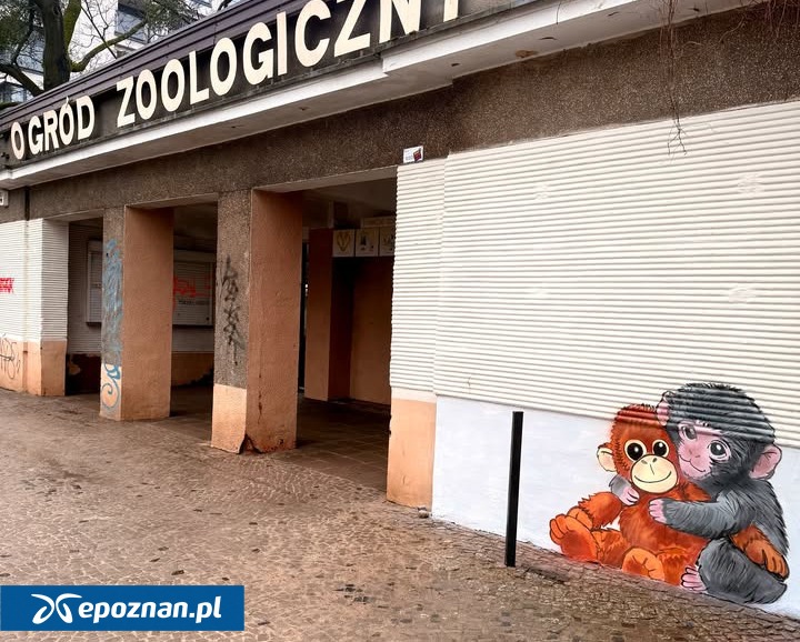 Kawu sprzedaje koszulki z małpkami z muru ZOO. "Dochód pomoże realizować kolejne pomysły na murale"