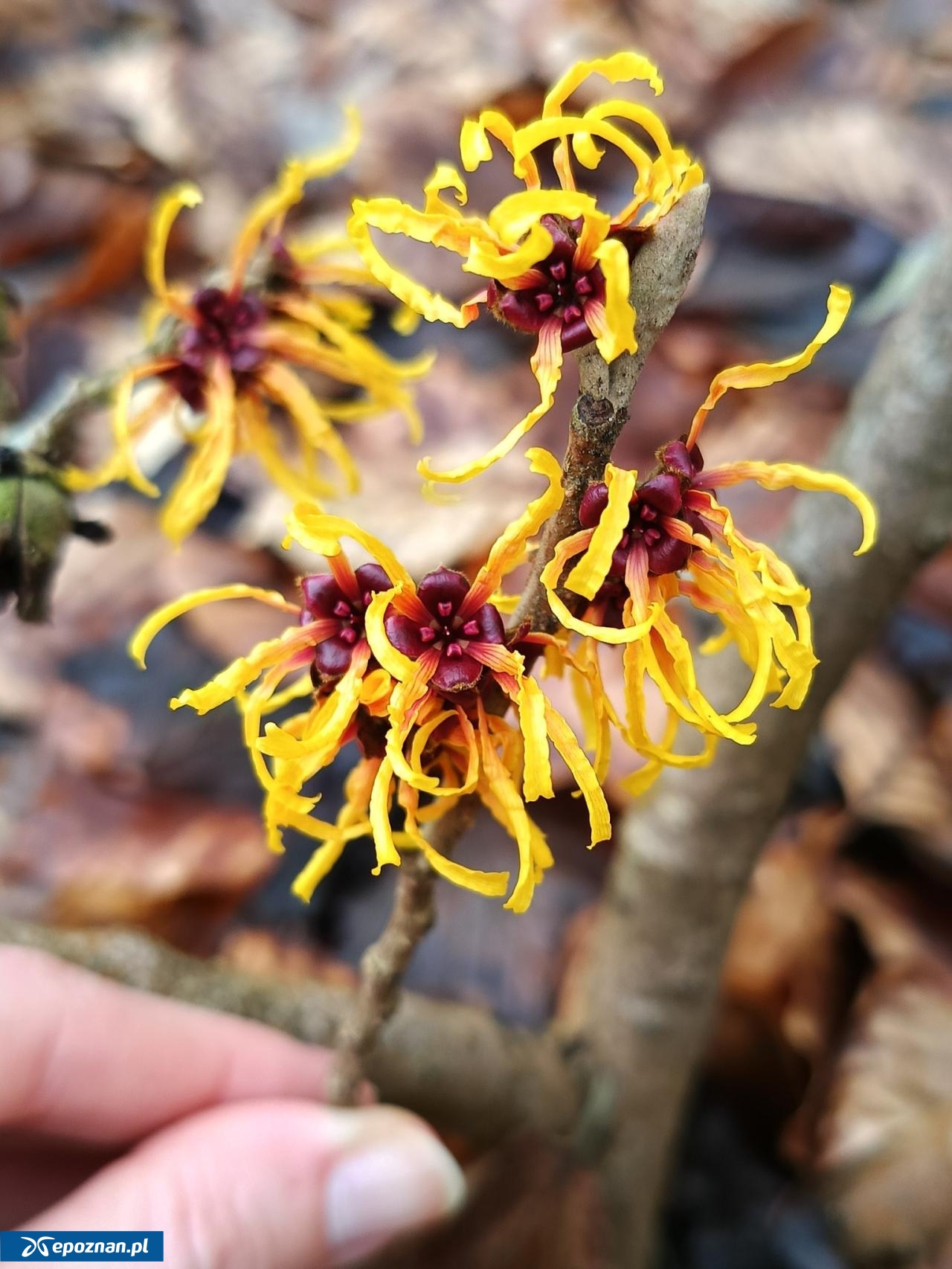 fot. Arboretum Kórnickie FB