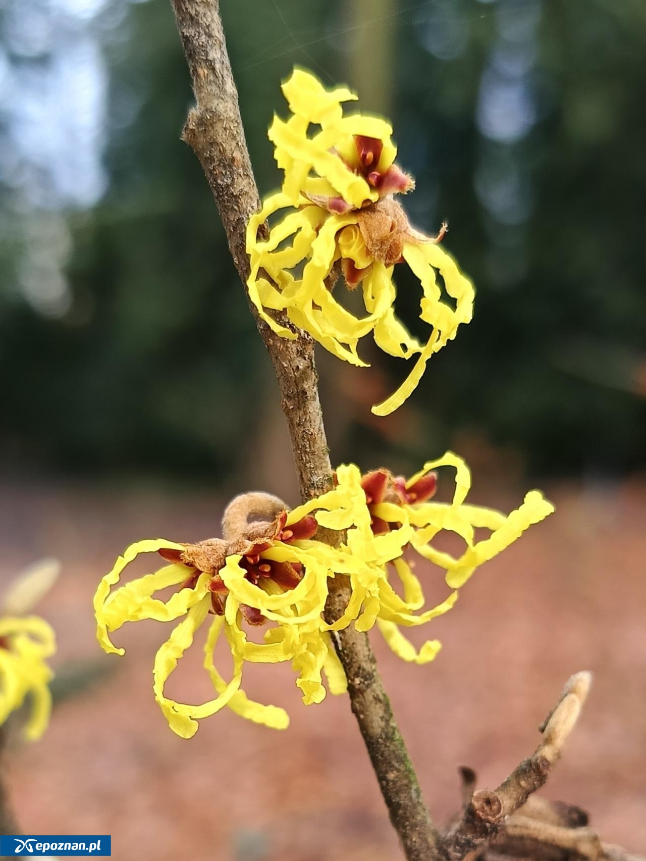 fot. Arboretum Kórnickie FB
