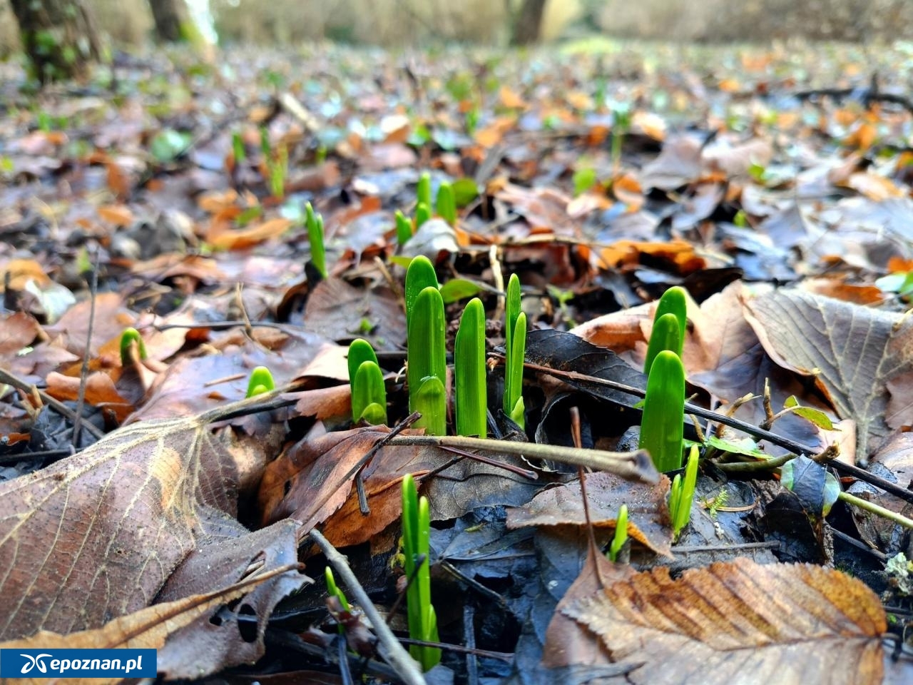 fot. Arboretum Kórnickie FB