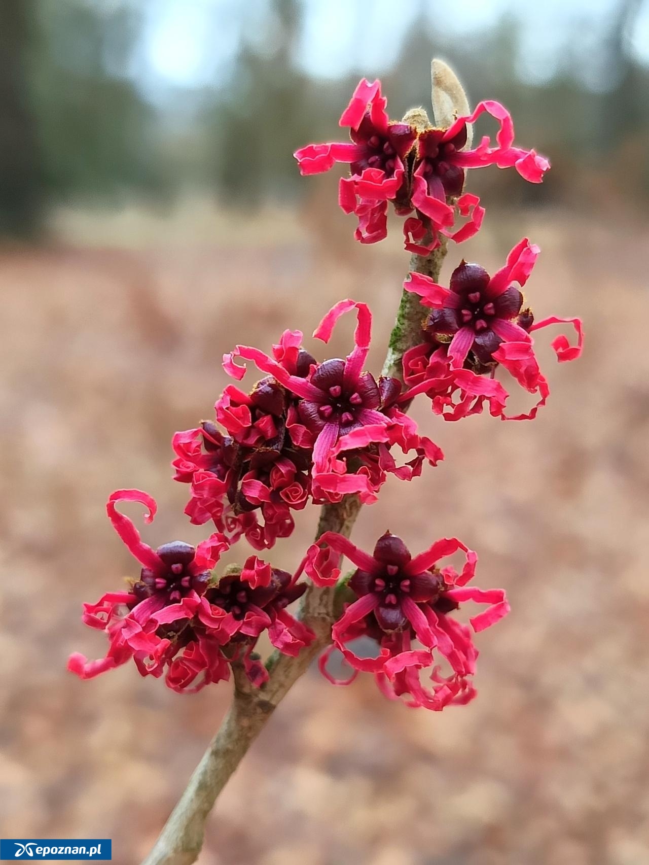 fot. Arboretum Kórnickie FB