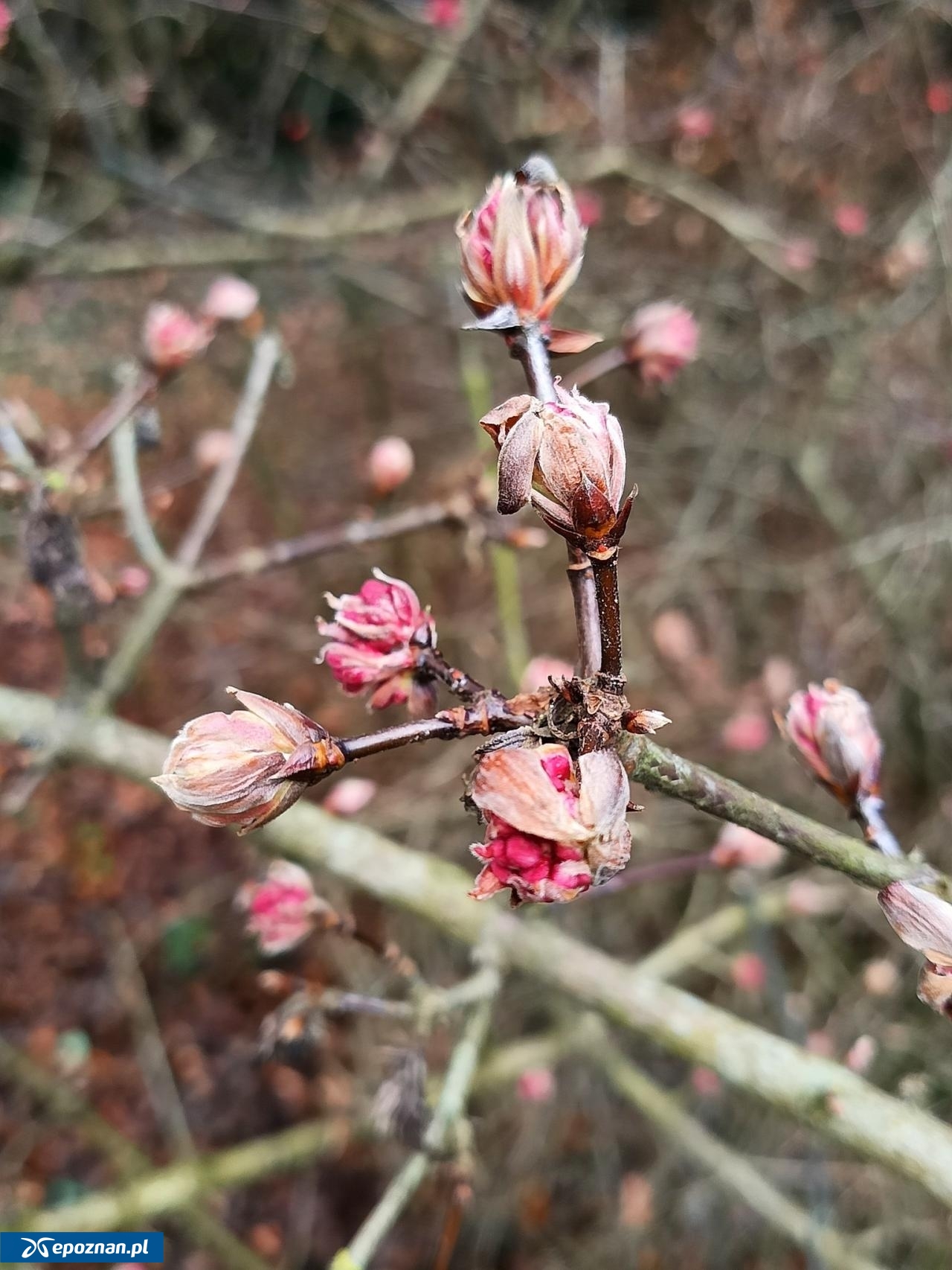 fot. Arboretum Kórnickie FB