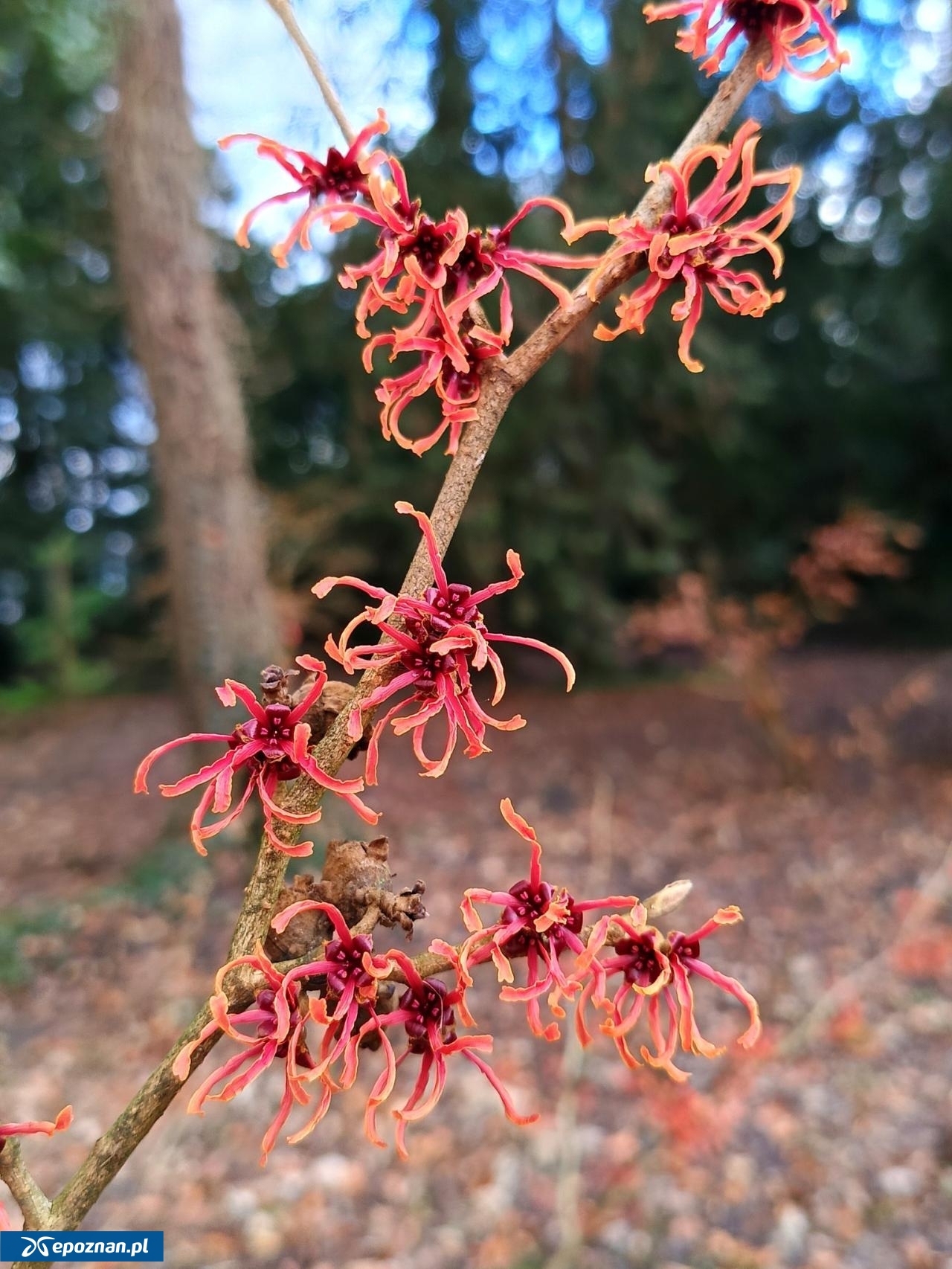 fot. Arboretum Kórnickie FB