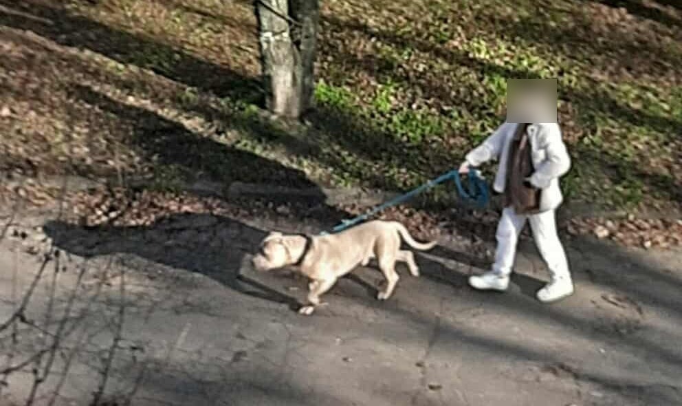 Agresywny pies na Winogradach zagryzł innego czworonoga