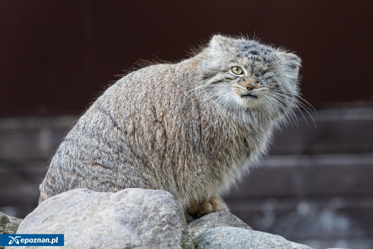 Trwają poszukiwania Bożenki z poznańskiego ZOO