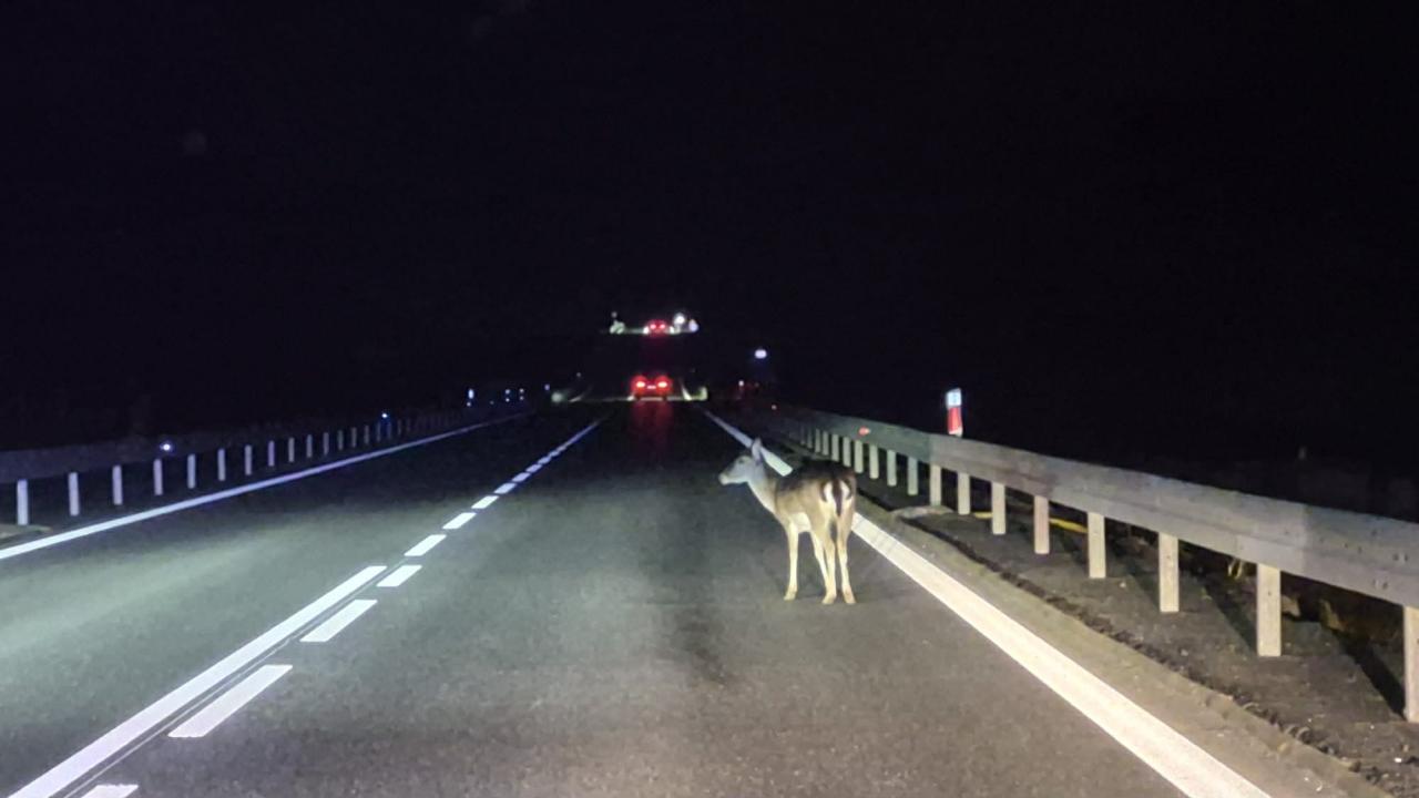 Niebezpieczna sytuacja na obwodnicy jednego z wielkopolskich miast. Jest apel do kierowców
