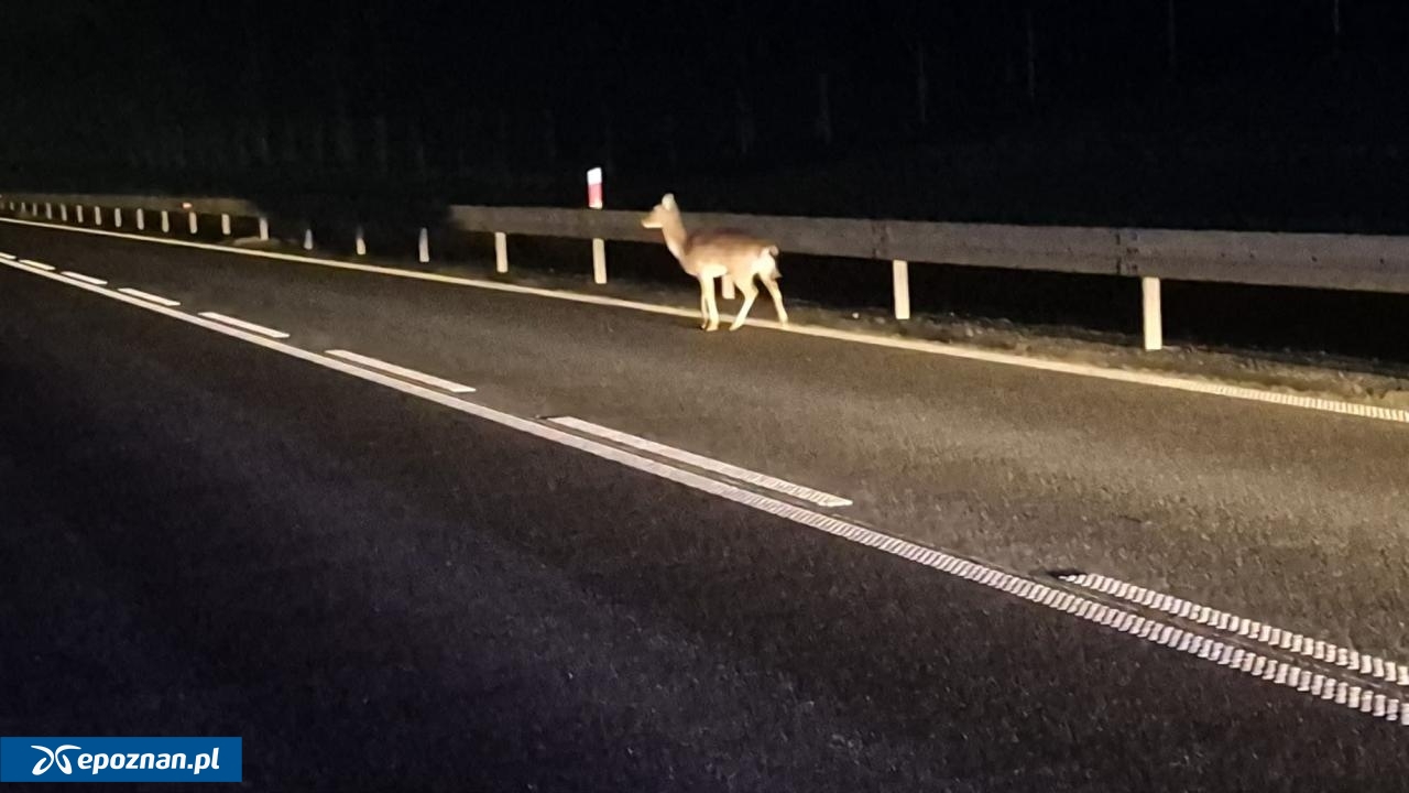 fot. Straż Miejska Gostyń / FB