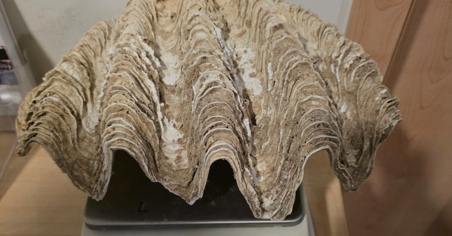 Nietypowe znalezisko w bagażu turystki na poznańskim lotnisku