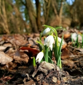 fot. Arboretum Kórnickie / FB