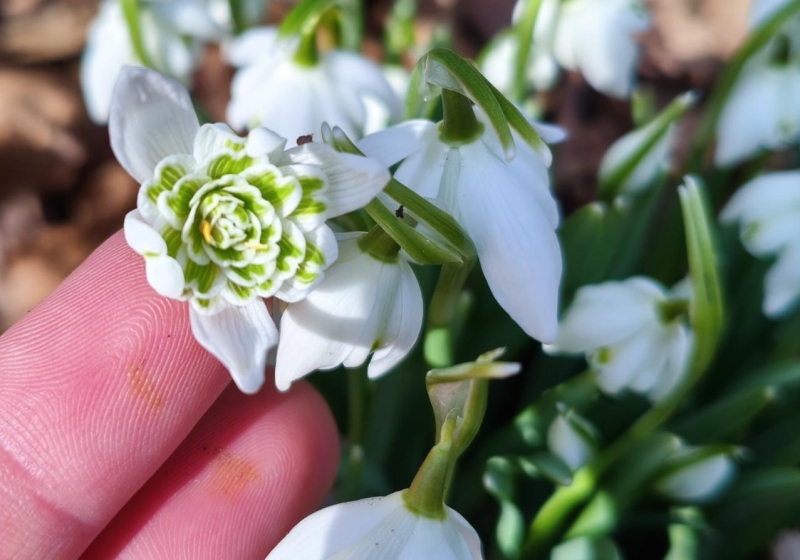 fot. Arboretum Kórnickie / FB