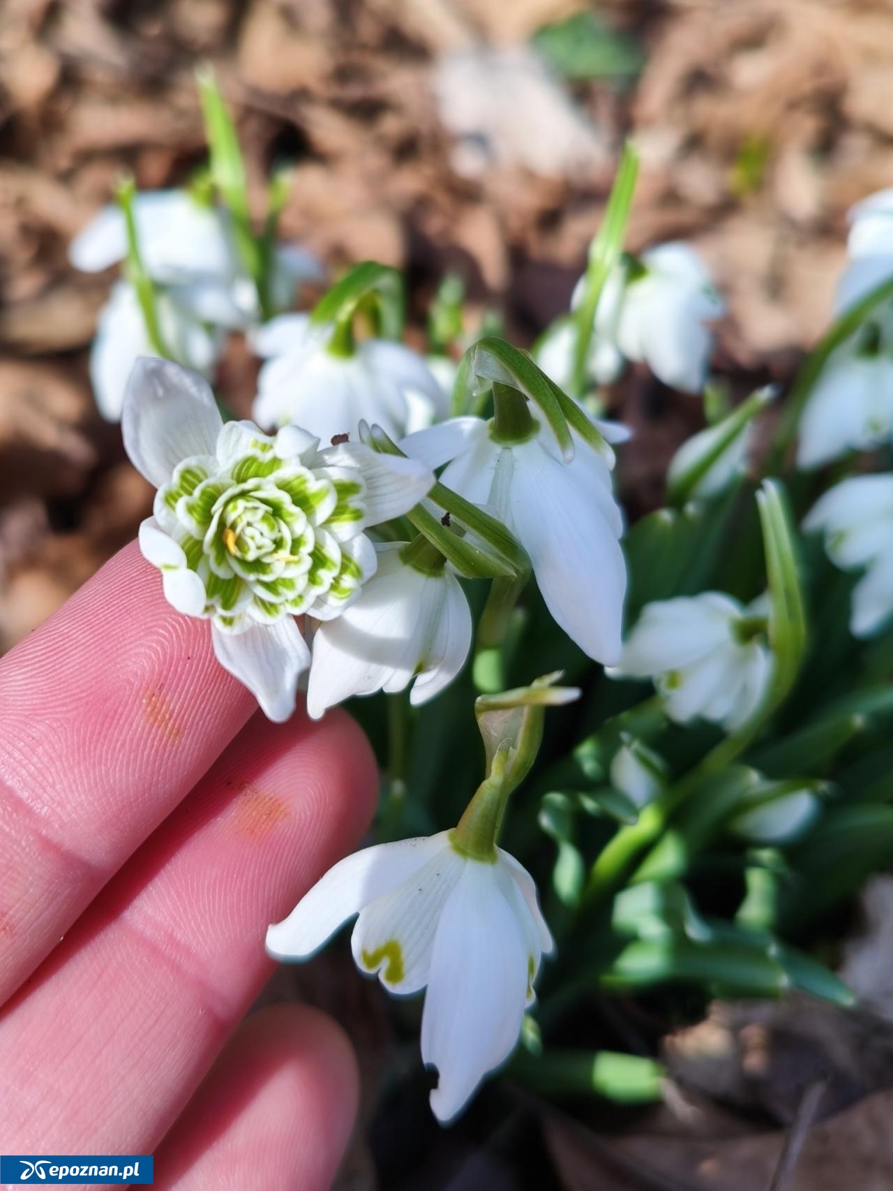 fot. Arboretum Kórnickie / FB