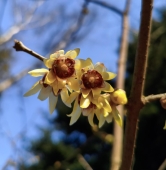 fot. Arboretum Kórnickie / FB