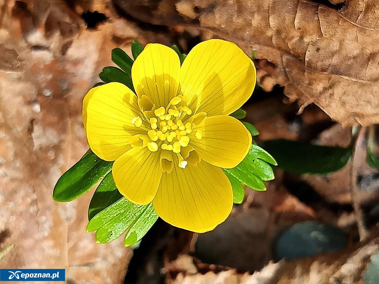 fot. Arboretum Kórnickie / FB