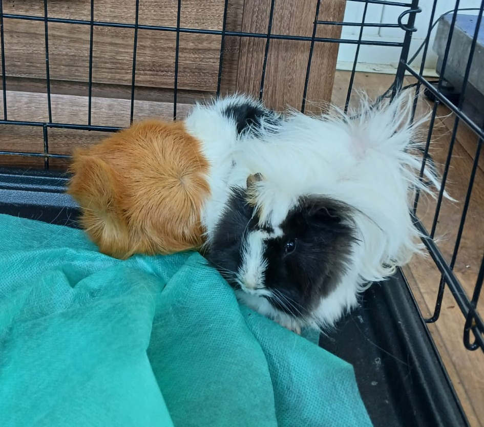 Pod Poznaniem odłowiono świnki morskie. realizowane są poszukiwania ich właściciela