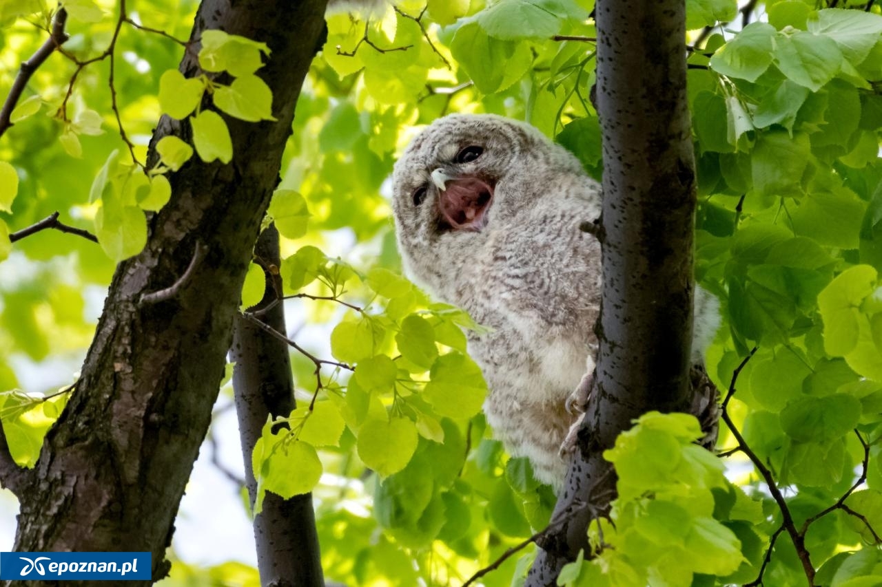 puszczyk | fot. Grzegorz Cywicki